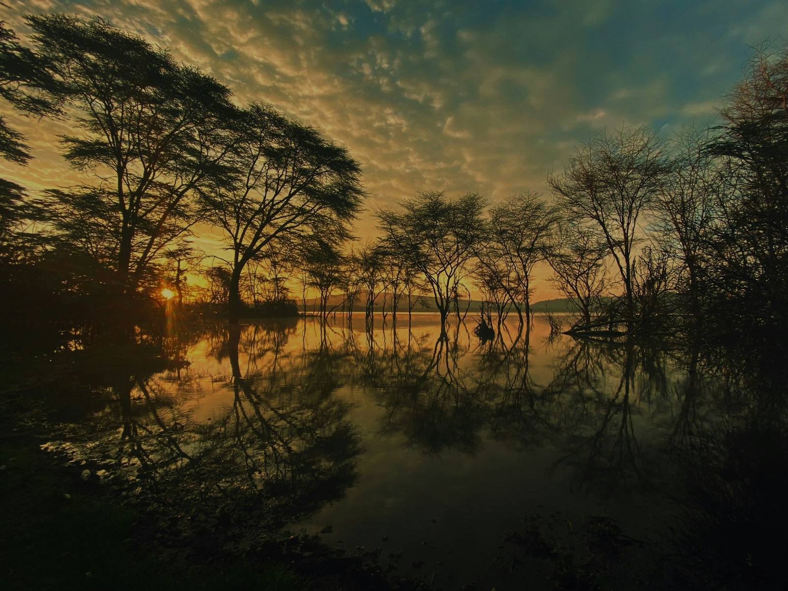 Sunset over Lake Oloidien at Naivasha, acacia trees standing in still water. Photograph by Tony Samuel Gachie.